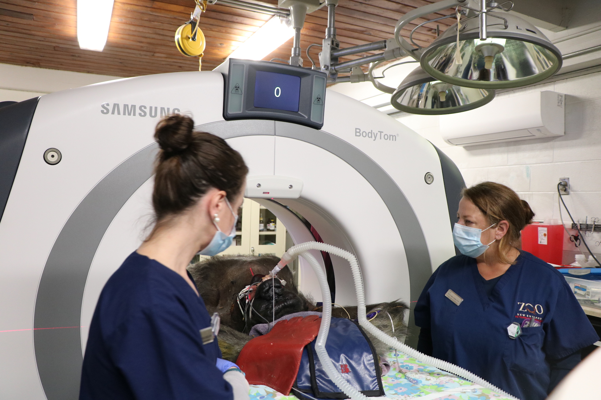 Gorilla Undergoes Follow-up CT Scan at Boston's Franklin Park Zoo