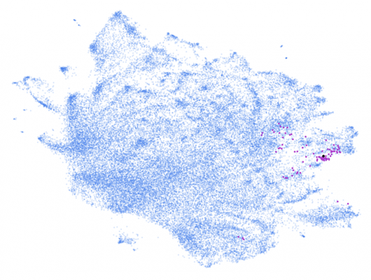 Mount Sinai scientists created an AI-based, automated system that learns to read patient data from electronic health records. Here the system identified dementia cases (purple dots) from a database of nearly 2 million patients (blue dots). Courtesy of the Glicksberg lab, Mount Sinai, N.Y., N.Y.
