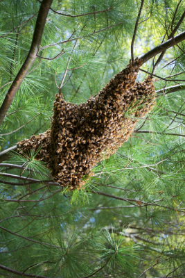 A honeybee swarm hangs from a tree. CREDIT: Peleg Lab at CU Boulder 