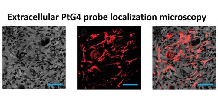 The luminescent oxygen probe PtG4 is injected during the week of radiation treatment and localizes between the cells of the tumor as illustrated by microscopy