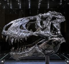 Figure 1. The “Tristan Otto” Tyrannosaurus rex skull that was examined by researchers.