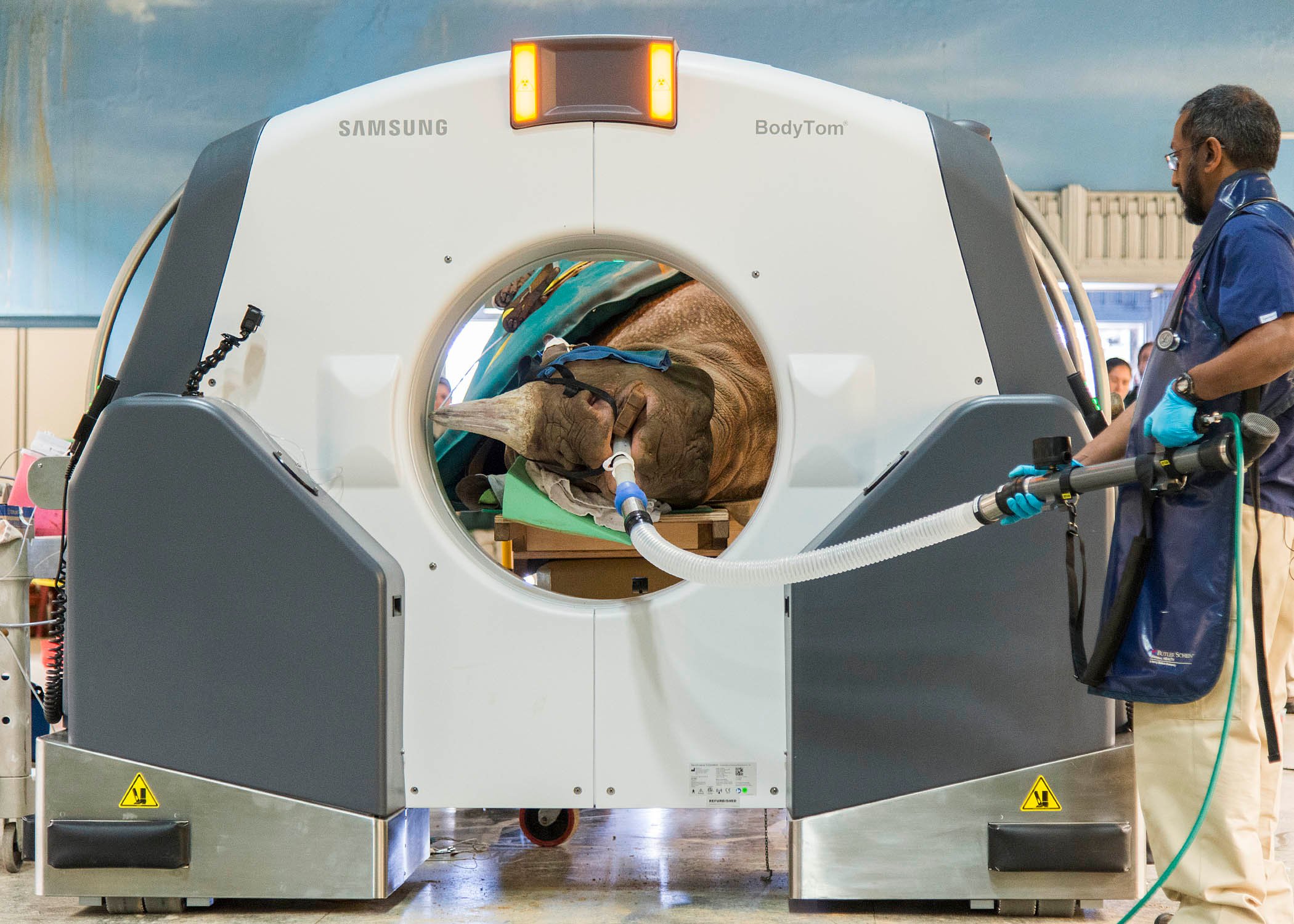 Black Rhinoceros at Brookfield Zoo Undergoes Portable CT Scan