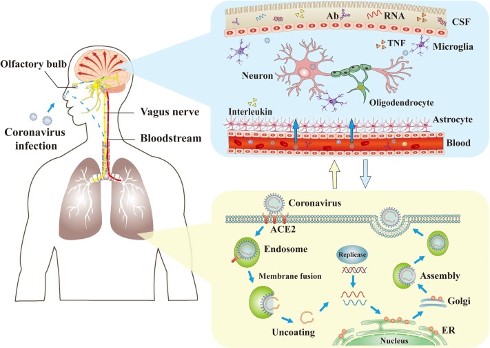 Fig. 1. The mechanisms of coronaviruses infections and neurological damage caused by coronaviruses. The coronaviruses can cause nerve damage through direct infection pathways (blood circulation pathways and neuronal pathways), hypoxia, immune injury, ACE2, and other mechanisms. Meanwhile, the coronaviruses have detrimental effects to attack the lung tissue, and causes a series of lung lesions such as hypoxia. Furthermore, the coronaviruses can enter the nervous system directly through the olfactory nerve, and also enter the nervous system through blood circulation and neuronal pathways, resulting in neurological disorders. Ab: antibody; ACE2: angiotensin-converting enzyme 2; CSF: cerebrospinal fluid; ER: endoplasmic reticulum; TNF: tumor necrosis factor.  https://www.sciencedirect.com/science/article/pii/S0889159120303573 #COVID19