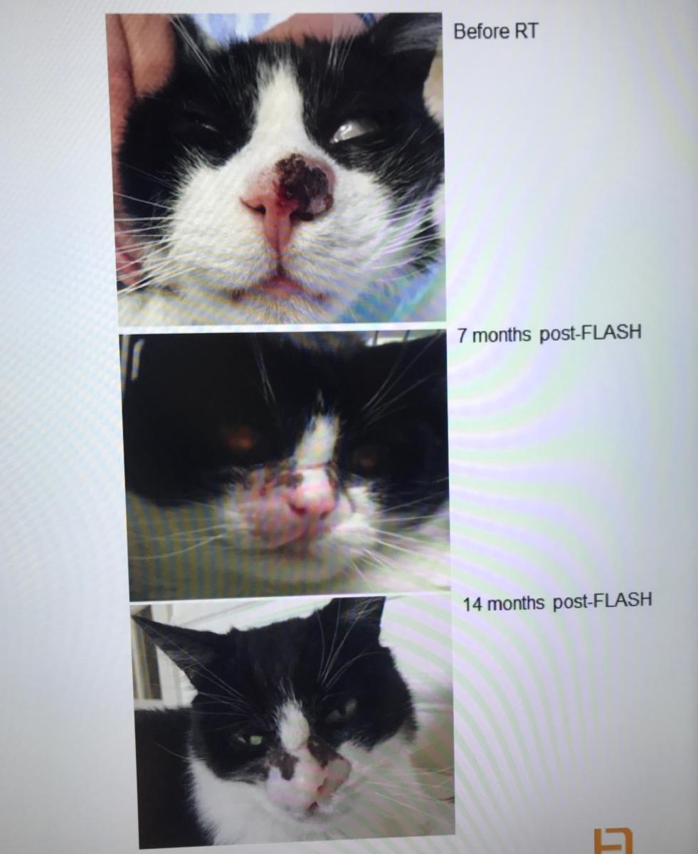 A pre-clinical cat study of electron beam flash therapy to treat a nasal tumor. The cat received 4.5-6 MeV of electrons, 25-41 Gy at 300 Gy per second to treat the tumor in one fraction.