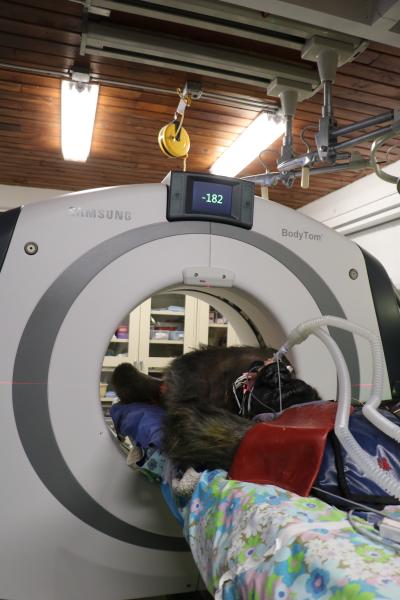 The CT scanner being used in Gigi’s procedure is NeuroLogica's BodyTom, a battery-powered, portable, 32-slice CT scanner.