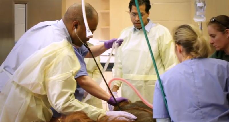Virginia Zoo, Sentara Heart Hospital, orangutans, ultrasound