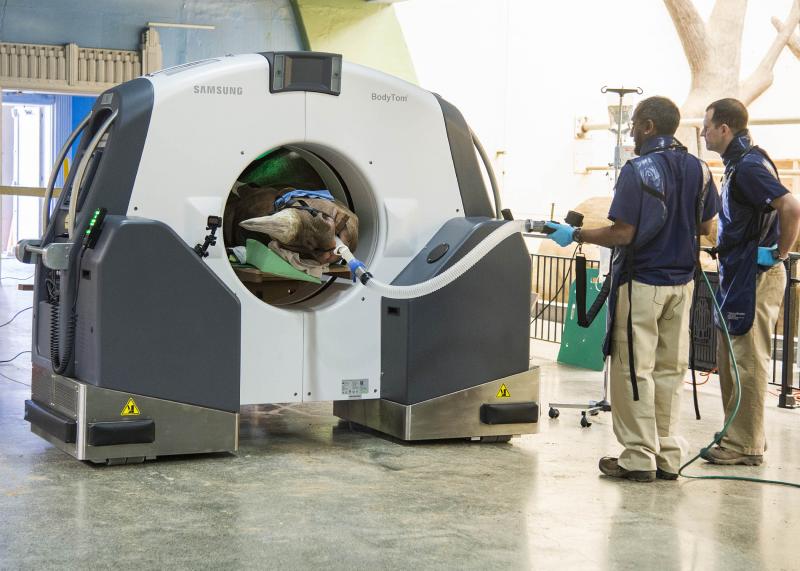  Layla Rhinoceros in CT scan