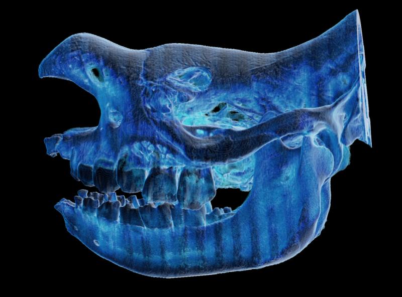  Rhinoceros CT Scan