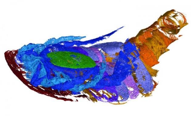 Through computed tomography (CT) imaging, WVU geologist James Lamsdell led a team that found evidence of air breathing in a 340 million-year-old sea scorpion, or eurypterid. This is one of the scans of the specimen