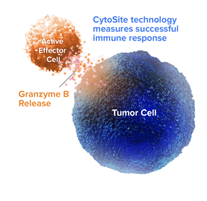 data showed that CytoSite’s Granzyme B (GzmB) PET imaging using [68Ga-NOTA]-hGZP (CSB-111) was feasible and safe in human subjects. These data come from a Phase I trial assessing the safety and feasibility of GzmB PET imaging in subjects with melanoma and non-small cell lung cancer (NSCLC) receiving KEYTRUDA (pembrolizumab). 