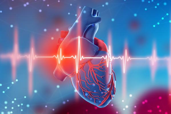 Molecular Imaging Identifies Link Between Heart and Kidney Inflammation  After Heart Attack | Imaging Technology News