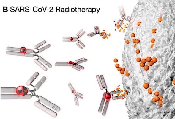 In I-131 cancer therapy, decay events damage sensitive DNA within a tumor cell nucleus, causing catastrophic single and double strand breaks. Clinical use of antibody-delivered Auger emitters could open a window for the targeted destruction of extracellular COVID-19 virions, decreasing the viral load during active infection and potentially easing the disease burden for a patient. View all figures from this study.  http://jnm.snmjournals.org/content/early/2020/07/16/jnumed.120.249748.full.pdf+html