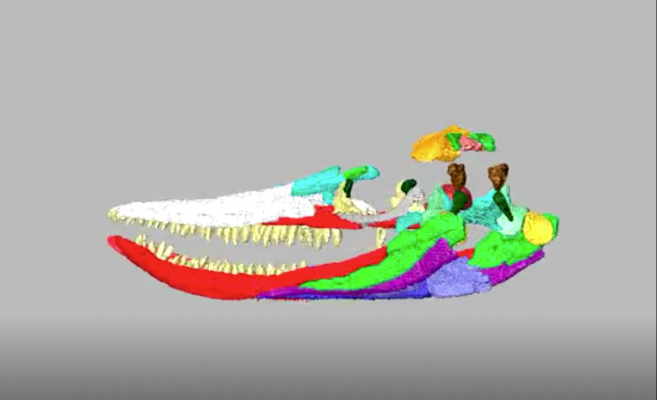 3-D Reconstruction of Ichthyosaurus Skull 