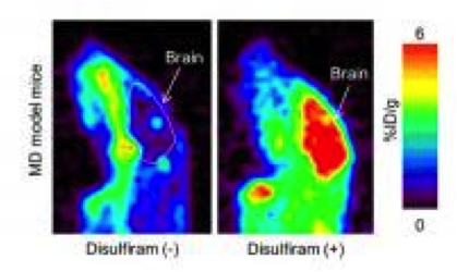 PET imaging in Menkes disease model mice