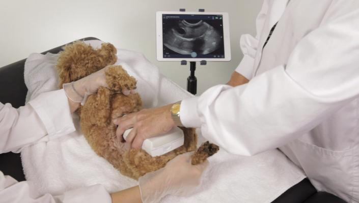 Clarius Mobile Health, wireless ultrasound scanner, small animals, veterinarians, RSNA 2016