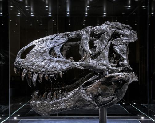 Figure 1. The “Tristan Otto” Tyrannosaurus rex skull that was examined by researchers.