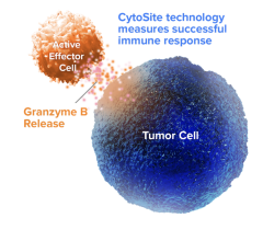 data showed that CytoSite’s Granzyme B (GzmB) PET imaging using [68Ga-NOTA]-hGZP (CSB-111) was feasible and safe in human subjects. These data come from a Phase I trial assessing the safety and feasibility of GzmB PET imaging in subjects with melanoma and non-small cell lung cancer (NSCLC) receiving KEYTRUDA (pembrolizumab). 