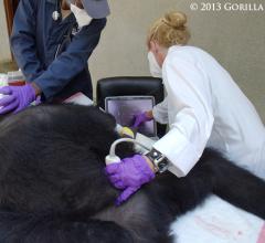Gorilla Doctors Ultrasound System Toshiba America Medical Systems Viamo