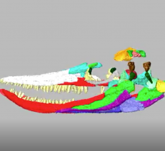 3-D Reconstruction of Ichthyosaurus Skull 