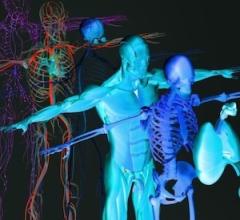 Study: New 3D Imaging System Combines Ultrasound, Photoacoustic Imaging