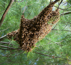A honeybee swarm hangs from a tree. CREDIT: Peleg Lab at CU Boulder 