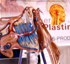 One of the oddest items seen on the show floor was a cross-section of a real horse head preserved in plastic.