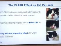A key slide shown in a couple sessions on FLASH radiotherapy where an large, single dose of radiation is given in one treatment session and avoids the need for fractionated doses over days or weeks. This cat study was among some of the animal studies performed using FLASH, which shows there is a healthy tissue sparing response even with these high doses. A single session also greatly simplified radiation therapy. This slide was shown in the FlashKnife electron beam system booth. #ASTRO21 #FLASHtherapy