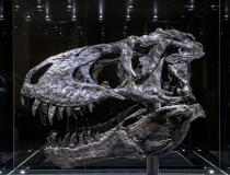 The “Tristan Otto” Tyrannosaurus rex skull that was examined by researchers, and presented in a study during RSNA21.