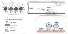 iron oxide nanochain and its constituent components