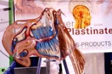 One of the oddest items seen on the show floor was a cross-section of a real horse head preserved in plastic.