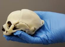 Zika virus, imaging zika, radiology of Zika, medical imaging of zika, 3D printed Zika skull