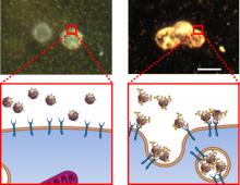 sPA, NIBIB, metastasis, lymph nodes, MAPS, EGFR, molecular detection
